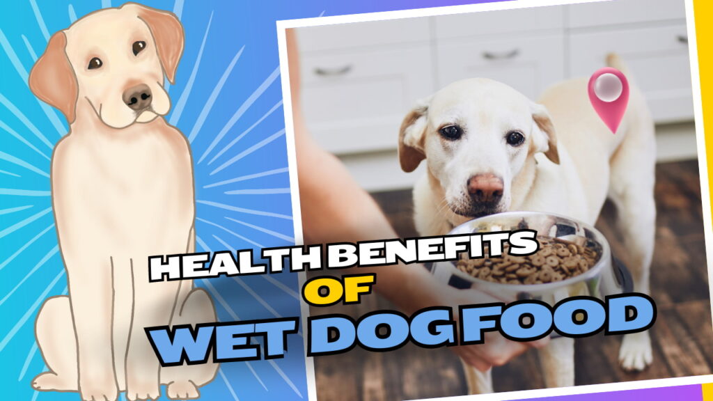 6 Wet Dog Food Benefits You Should Know
