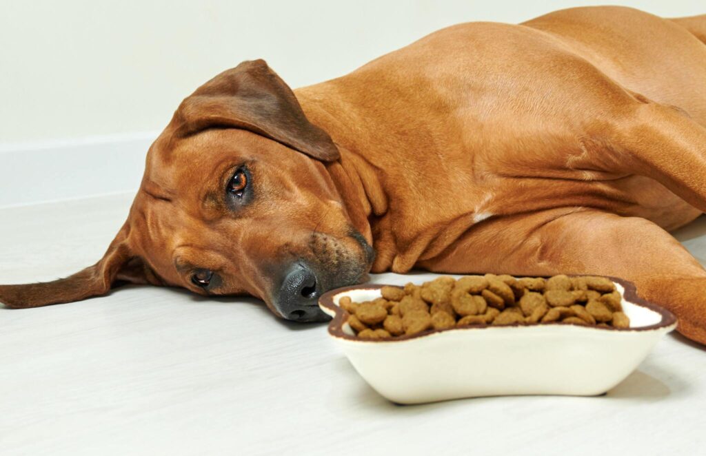Brown obese dog lying in front of dog food