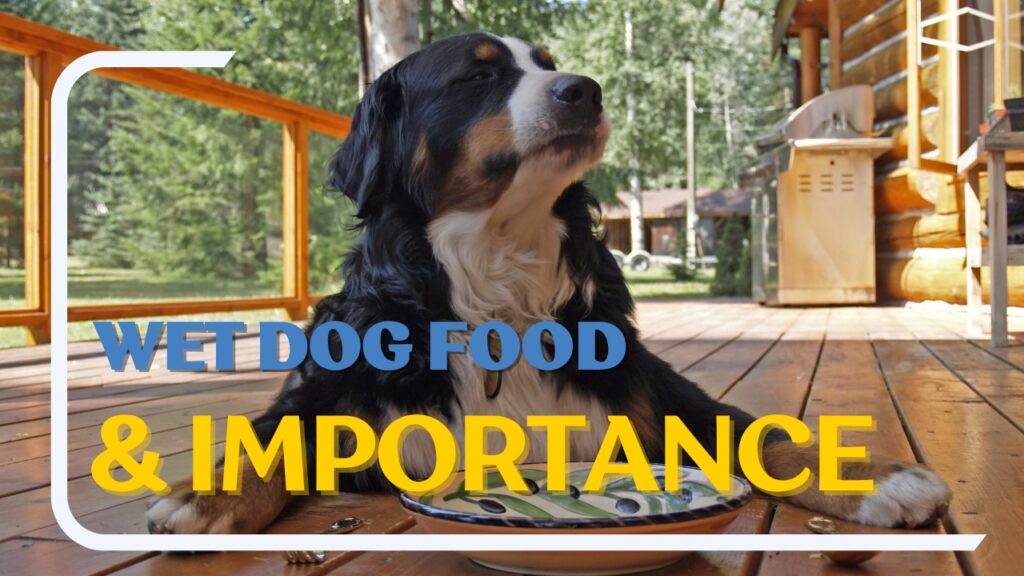 What is wet dog food, and its importance in 2024