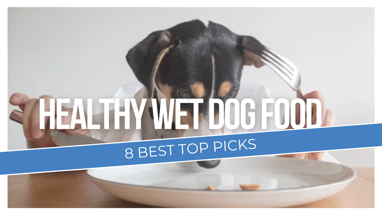 8 best healthy wet dog food