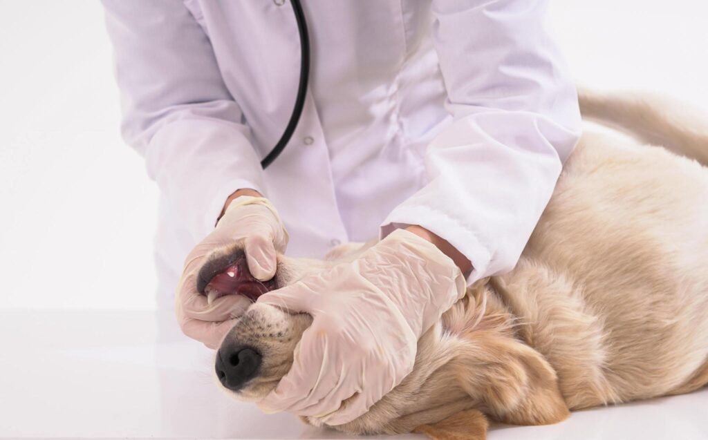 a vet dentist doing dental treatment of dog