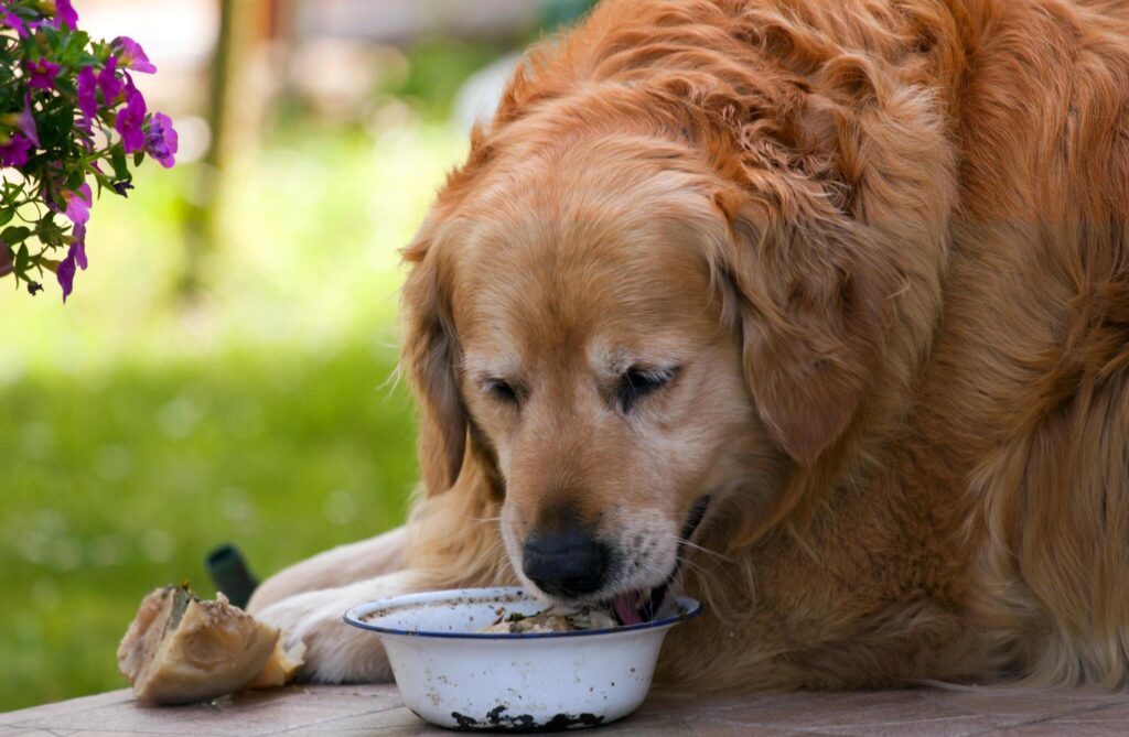 A brown color dog eating dog food