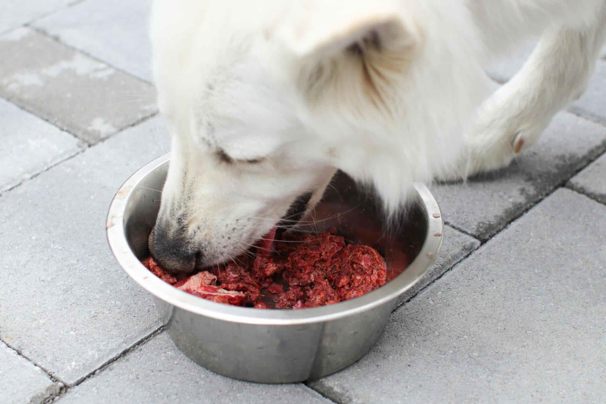 best wet dog food buying guide