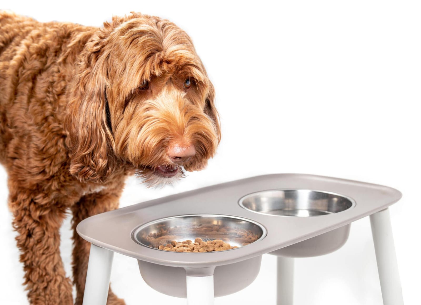 brown fur dog with sensitive stomach eating wet dog food