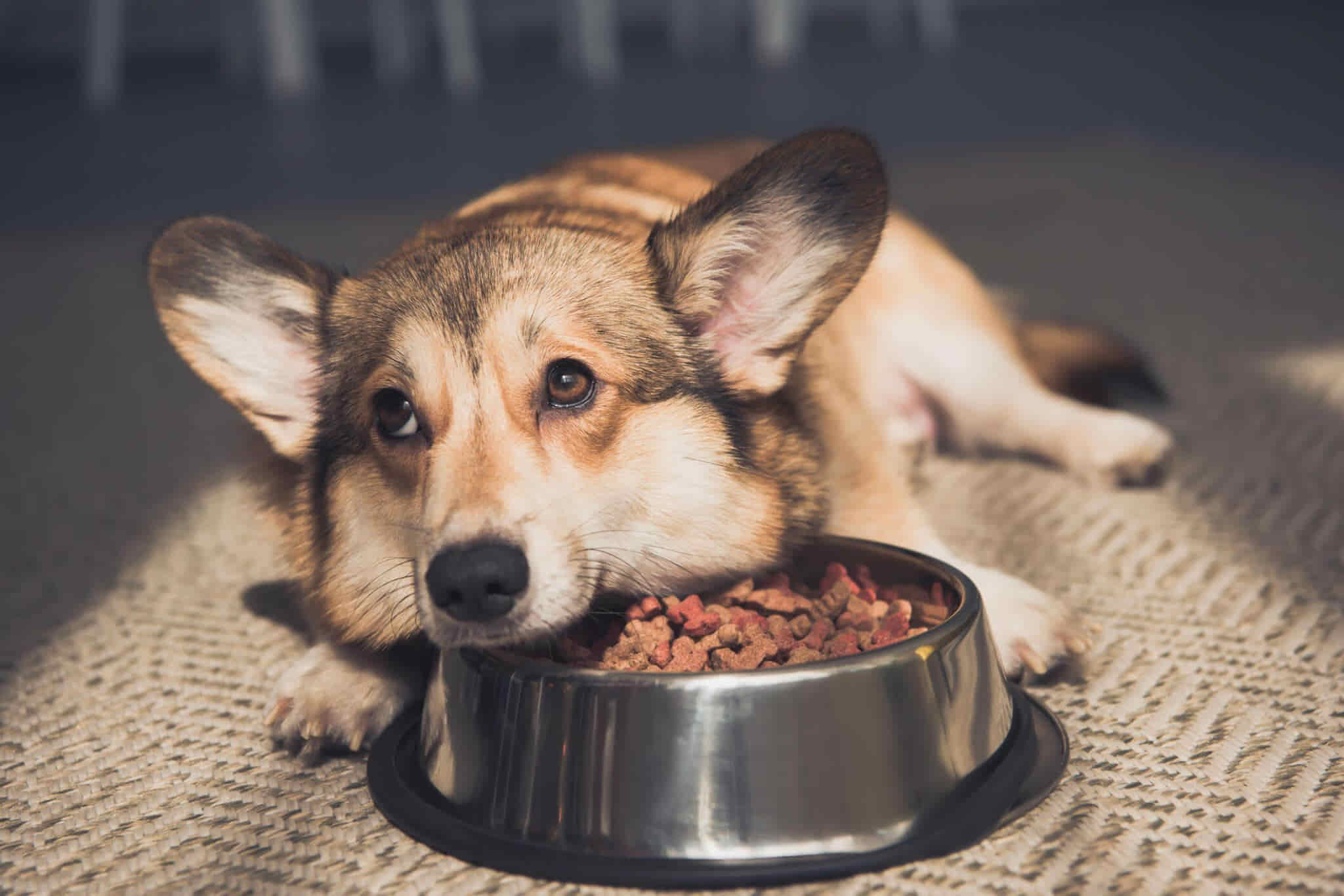 brown dog eating dog food