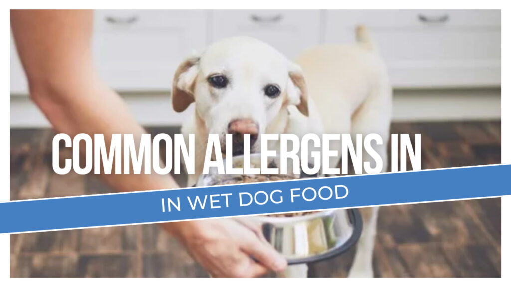 Common allergens in wet dog food | Explained | Mydogcravings