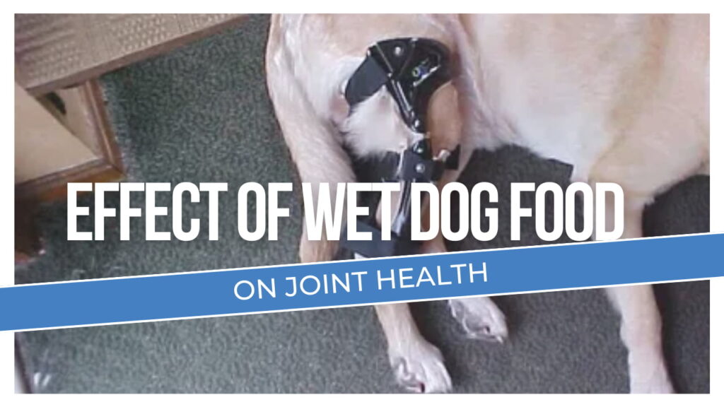 4 Wet Dog Food Joint Health Effects, Dog Lovers Should Know