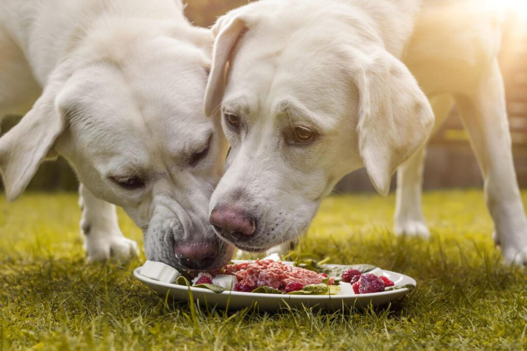 two white color dogs eating meat in a garden