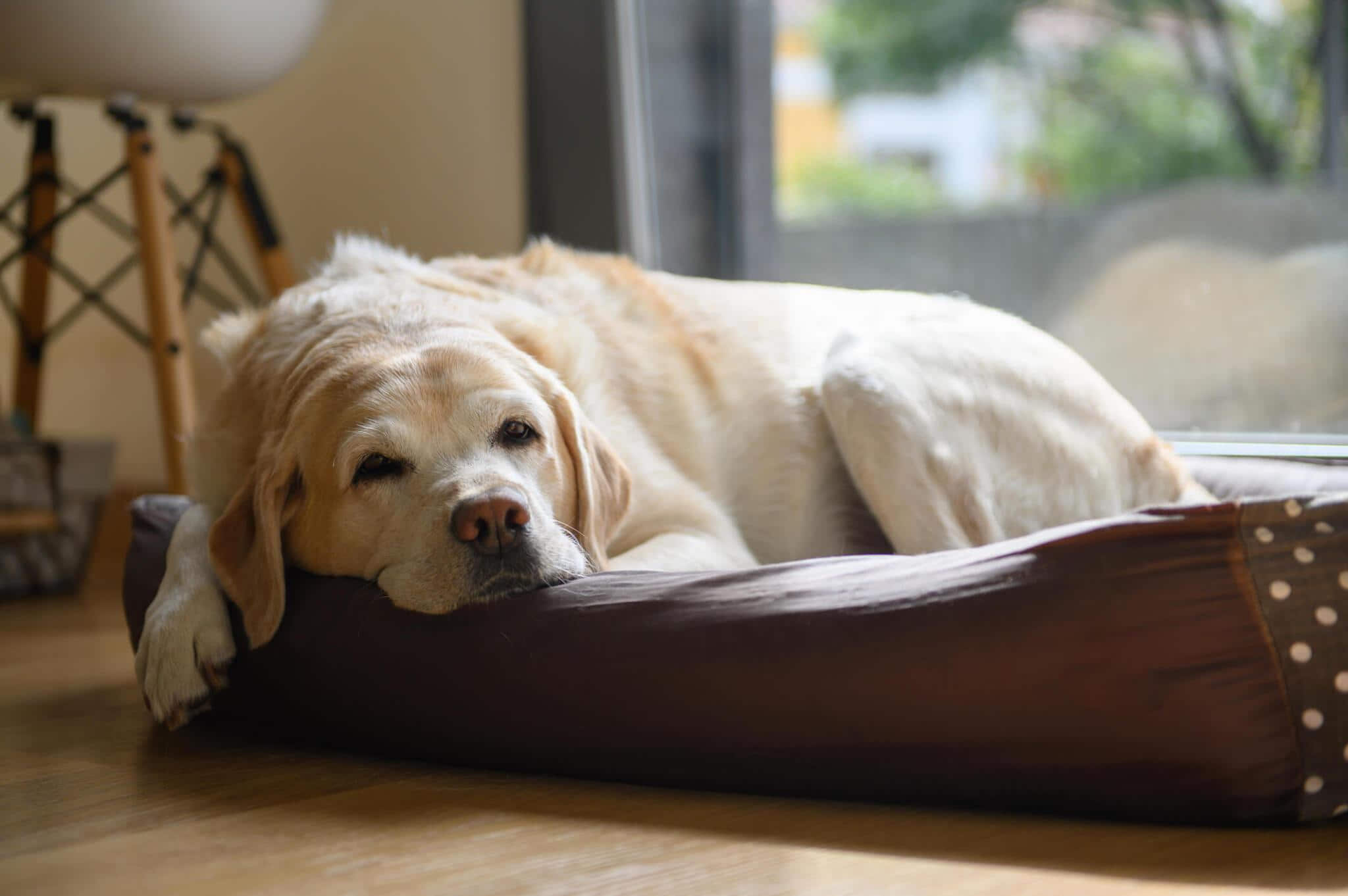 a lazy dog lying on a brown color mattress