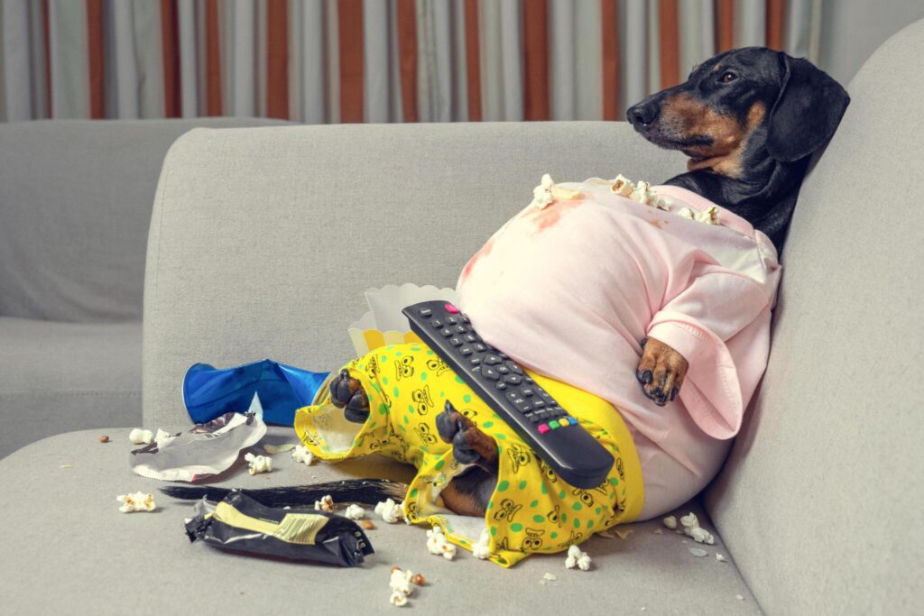 an obese dog lying on a sofa with a TV remote