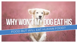 why wont my dog eat his food but will eat human food